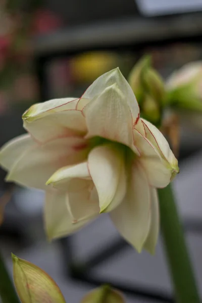 Flower Garden Netherlands Europe Close Flower — Stock Photo, Image