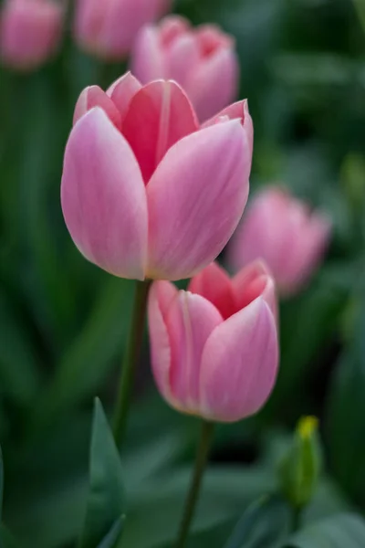 Jardin Fleurs Pays Bas Europe Gros Plan Une Fleur — Photo