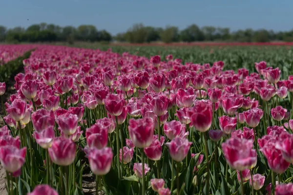 Holanda Lisse Europa Close Uma Flor Roxa — Fotografia de Stock