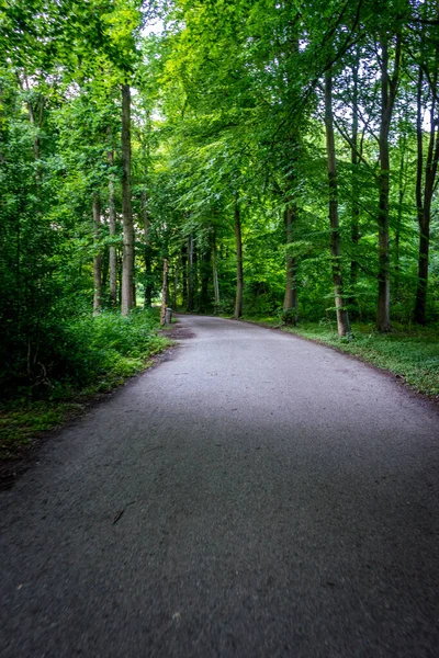 Schlammpfad Den Haagse Bos Wald Den Haag Niederlande Europa — Stockfoto