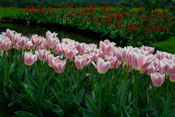 Netherlands Lisse Europe Close Flower — стоковое фото