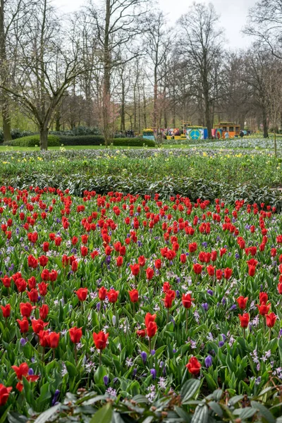 Jardín Flores Países Bajos Europa Primer Plano Jardín Flores Con — Foto de Stock