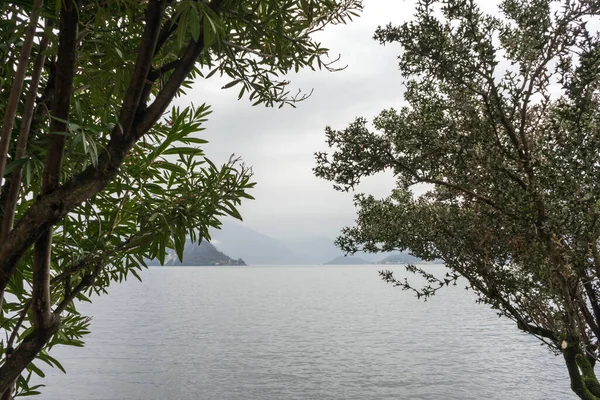 Europa Itália Varenna Lago Como Uma Árvore Lado Corpo Água — Fotografia de Stock