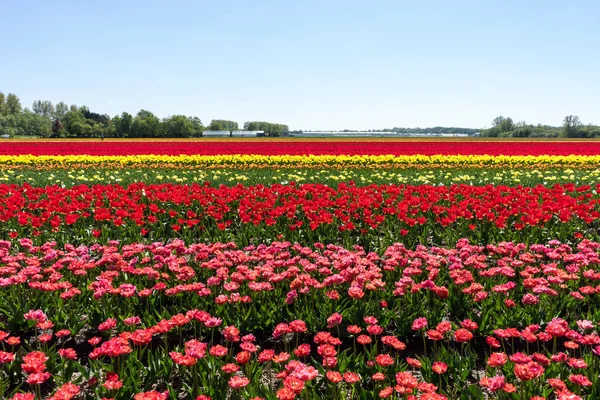 Holandia Lisse Europa Czerwony Kwiat Polu — Zdjęcie stockowe
