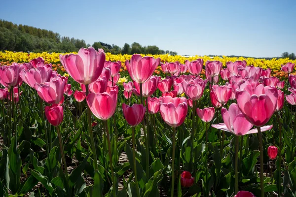 Niederlande Lisse Europa Ein Strauß Rosa Blumen — Stockfoto