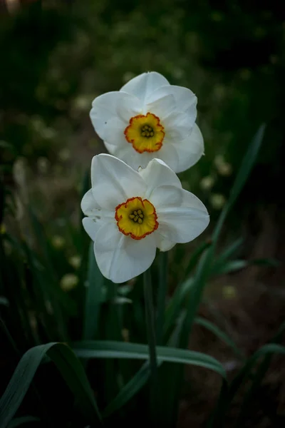 オランダ リスト ヨーロッパ 植物の白い花 — ストック写真