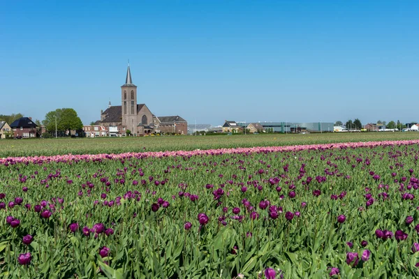 Hollandia Lisse Európa Egy Nagy Rózsaszín Virág Mezőn — Stock Fotó