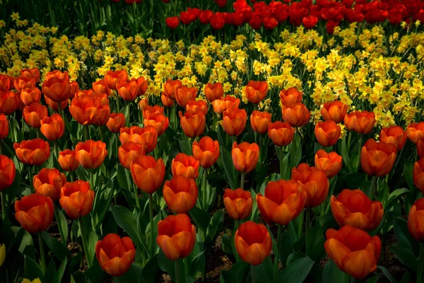 Nederländerna Lisse Europa Ett Gäng Apelsiner Som Sitter Ovanpå Blomma — Stockfoto