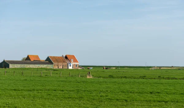 Holandia Tereny Podmokłe Maarken Europa Stado Bydła Wypasane Bujnym Zielonym — Zdjęcie stockowe