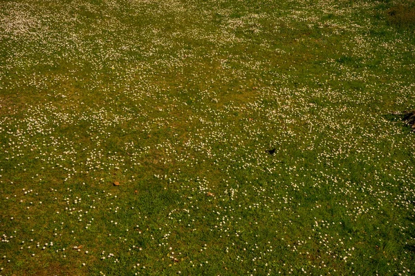 Italie Menaggio Lac Côme Herbe Verte — Photo