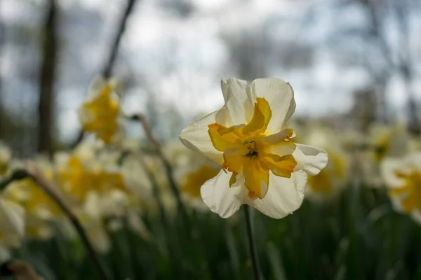 Gyönyörű Színes Tulipán Virágok Gyönyörű Háttérrel Egy Tavaszi Napon — Stock Fotó