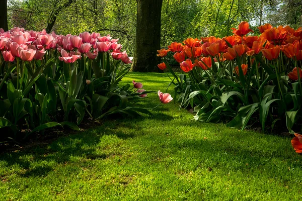 Niederlande Lisse Europa Eine Rote Blume Auf Einem Feld — Stockfoto