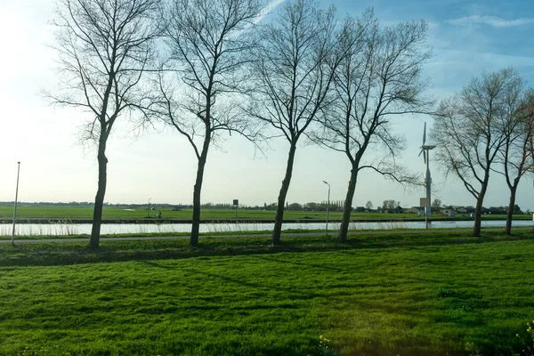 Niederlande Feuchtgebiete Maarken Europa Ein Großer Baum Auf Einer Wiese — Stockfoto