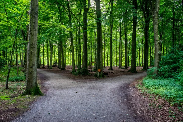 Partida Uma Estrada Haagse Bos Floresta Haia Países Baixos Europa — Fotografia de Stock