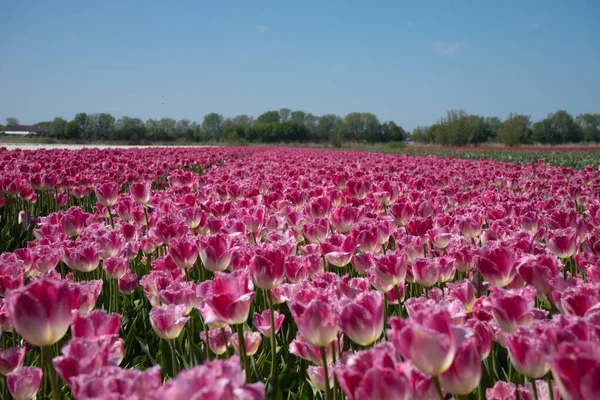 Netherlands Lisse Europe Purple Flower Field — Stock Photo, Image