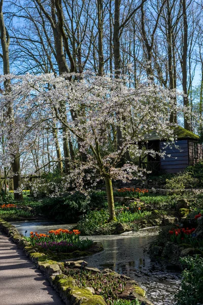 Jardín Flores Países Bajos Europa Árbol Medio Jardín — Foto de Stock