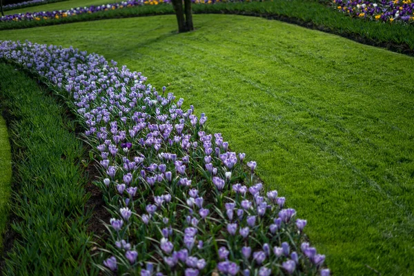 Kwiat Ogród Holandia Europa Kwiat Stoi Bujnym Zielonym Polu — Zdjęcie stockowe