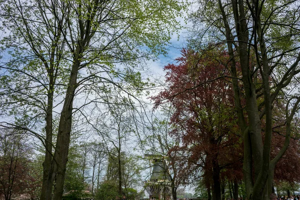 Países Baixos Lisse Europa Baixa Vista Árvores Florestas Contra Céu — Fotografia de Stock