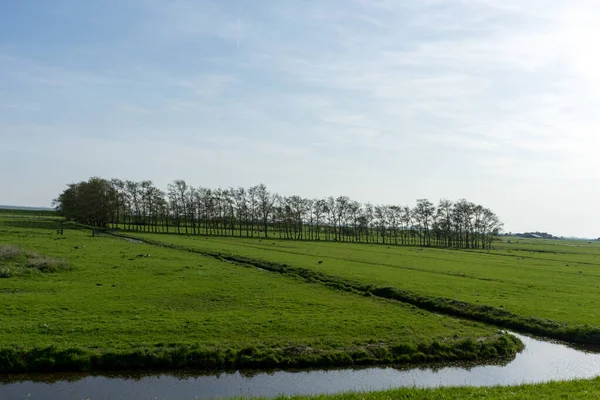 オランダ マーク ヨーロッパ 緑豊かなフィールドに羊の放牧の群れ — ストック写真