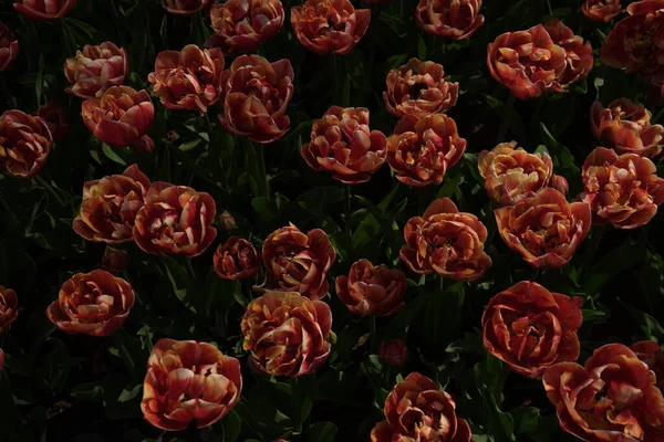 Hollanda, Lisse, Avrupa, bir çiçeğe yakın çekim