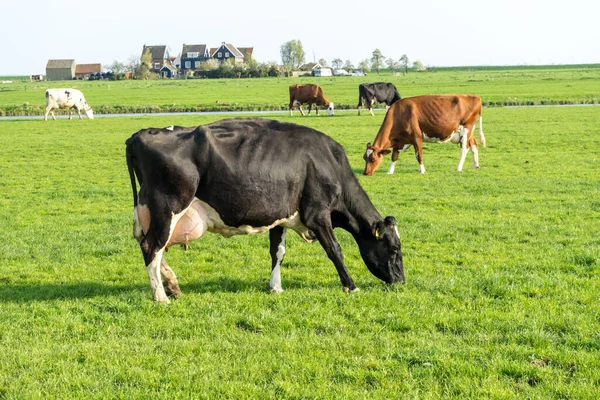 Nederland Wetlands Maarken Europa Een Koe Grazend Een Weelderig Groen — Stockfoto