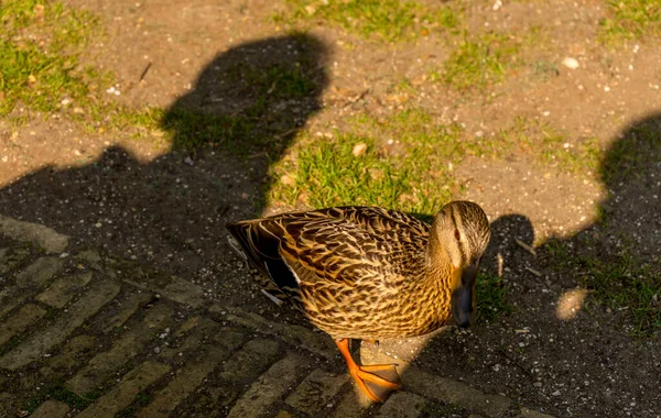 Netherlands Zaanse Schans Golden Duck Standing Sidewalk — Stock Photo, Image