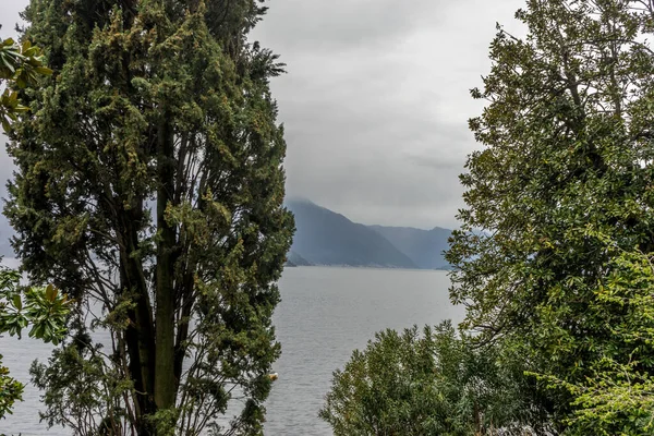 Europe Italie Varenna Lac Côme Arbre Dans Une Forêt Surplombant — Photo