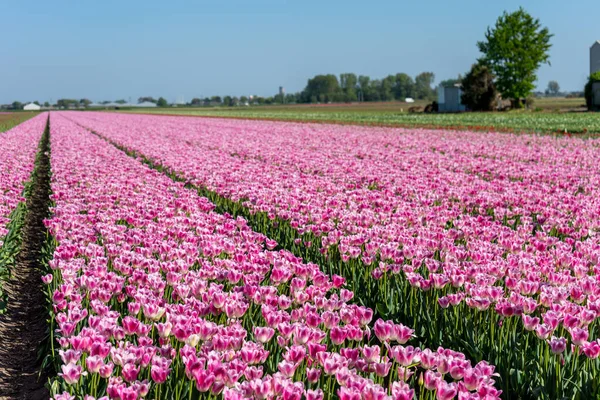 Holandia Lisse Europa Planty Kwiatów Pink Dziedzinie — Zdjęcie stockowe