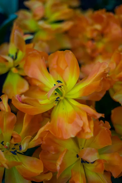 花の庭 オランダ ヨーロッパ 花の終わり — ストック写真