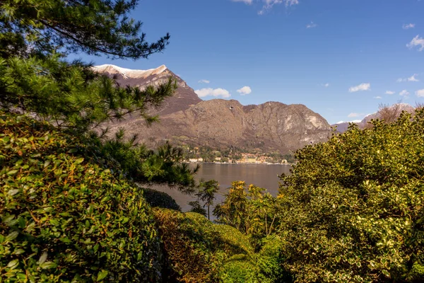 意大利 贝拉吉奥 科莫湖 一棵背山的树 — 图库照片