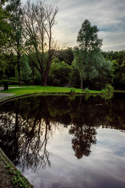 Haagse Bos gölündeki bir ağacın yansıması, Lahey 'deki orman, Hollanda, Avrupa