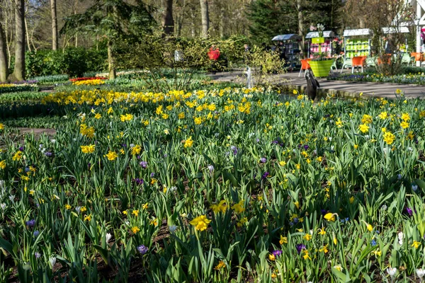 Jardín Flores Países Bajos Europa Una Flor Amarilla Campo Con — Foto de Stock