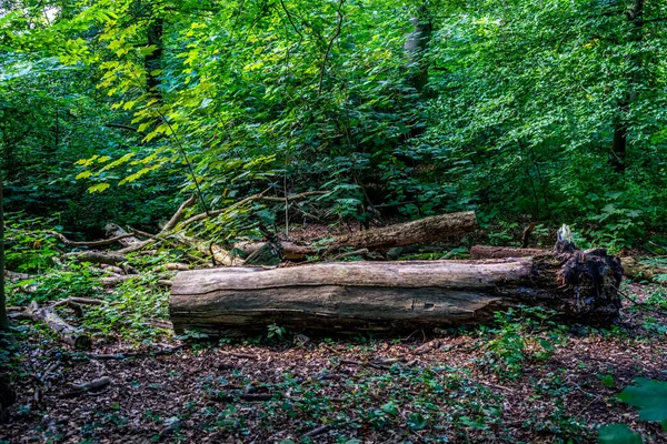 Tronchi Legno Abbattuti Circondati Piante Haagse Bos Foresta Dell Aia — Foto Stock