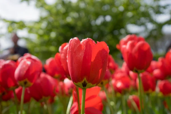 春の日に美しい背景を持つ美しいカラフルな赤いチューリップの花 — ストック写真