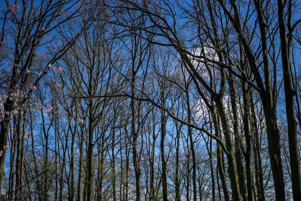 Blomsterträdgård Nederländerna Europa Ett Träd Skog — Stockfoto