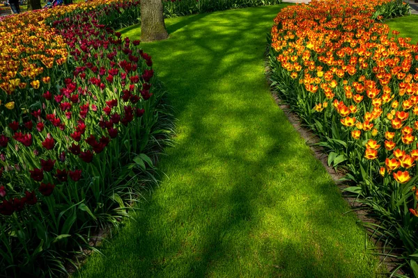 Holandia Lisse Europa Zobacz Kwiaty Plantów Garden — Zdjęcie stockowe