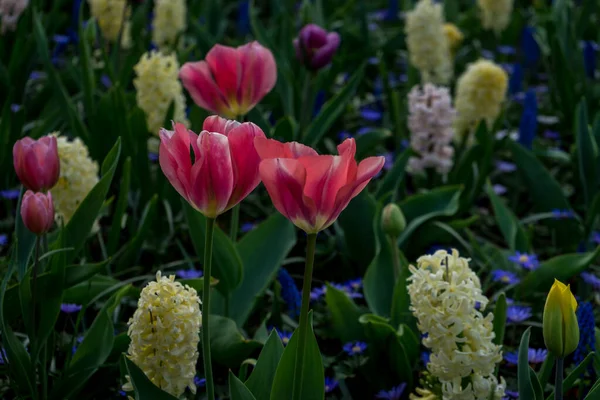 Pays Bas Lisse Europe Fermeture Des Tulips Pink — Photo