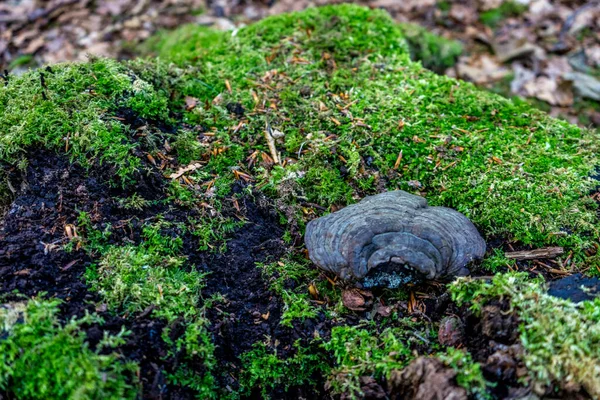 Eine Muschel Auf Grünem Moos Haagse Bos Wald Den Haag — Stockfoto