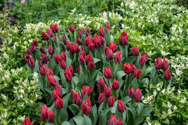 Jardín Flores Países Bajos Europa Primer Plano Una Flor — Foto de Stock