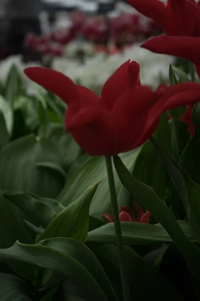 Нідерланди Ліс Європа Червона Квітка Рослині — стокове фото