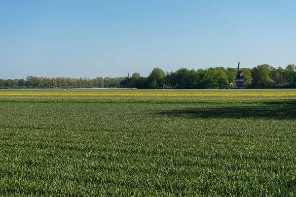 Hollanda Lisse Avrupa Arka Planda Ağaçlar Olan Büyük Yeşil Bir — Stok fotoğraf