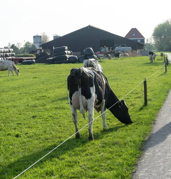 Países Baixos Zonas Húmidas Maarken Europa Uma Vaca Pastando Campo — Fotografia de Stock