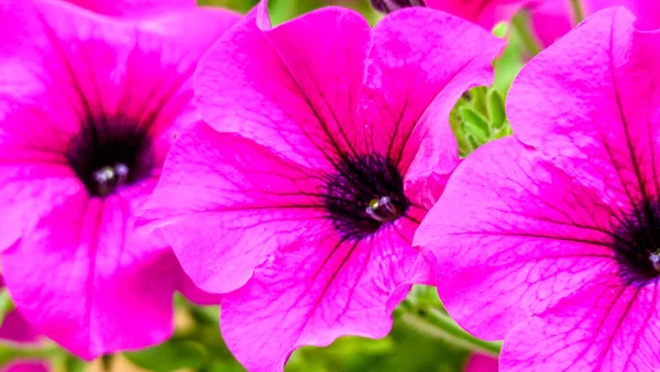 Швейцарія Лаутербруннен Європа Close Pink Flowering Plant Park — стокове фото
