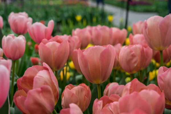 花の庭 オランダ ヨーロッパ ピンクの花の束の終わり — ストック写真