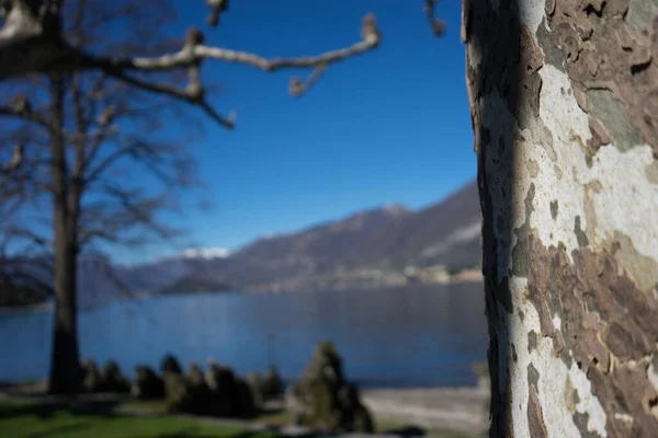 Itália Bellagio Lago Como Uma Casca Uma Árvore — Fotografia de Stock