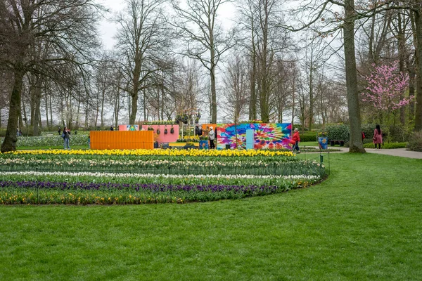 Jardin Fleurs Pays Bas Europe Gros Plan Champ Verdoyant — Photo