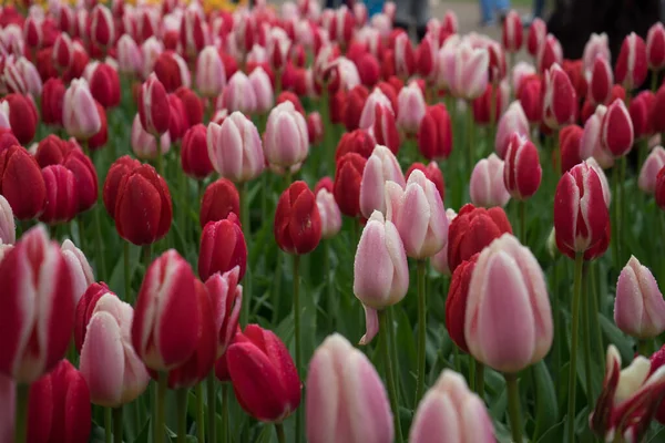 春の日に美しい背景を持つ美しいカラフルなチューリップの花 — ストック写真