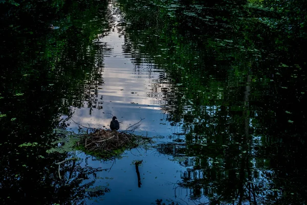 Birds Nest Pond Haagse Bos Forest Hague Netherlands Europe — Stock Photo, Image