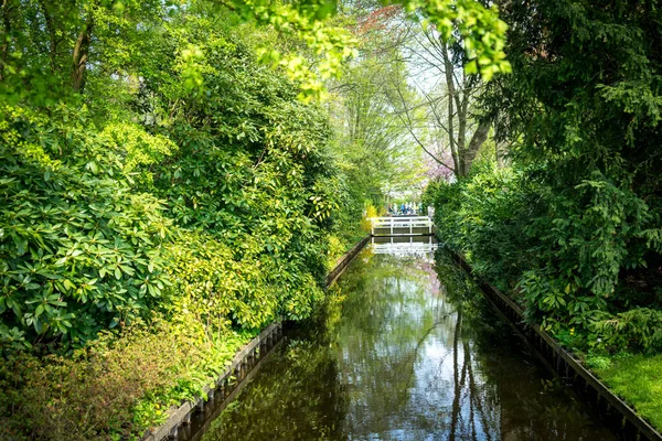 Países Bajos Lisse Canal Forest — Foto de Stock