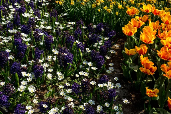 Netherlands Lisse Europe Vase Filled Purple Flowers Sitting Garden — стоковое фото